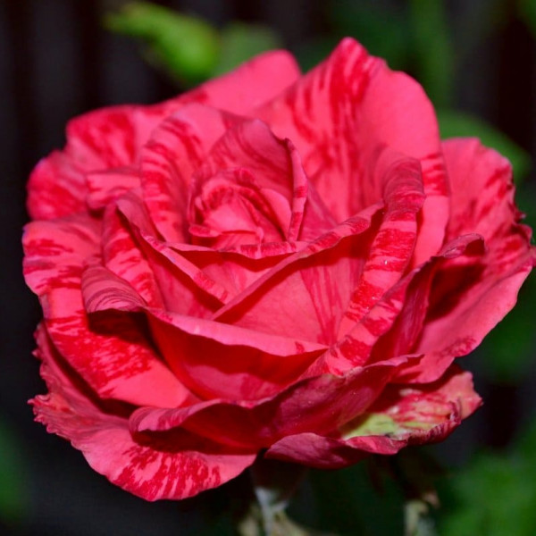 Ред интуишн image Ред интуишн Чайно-гибридные: Ред интуишн